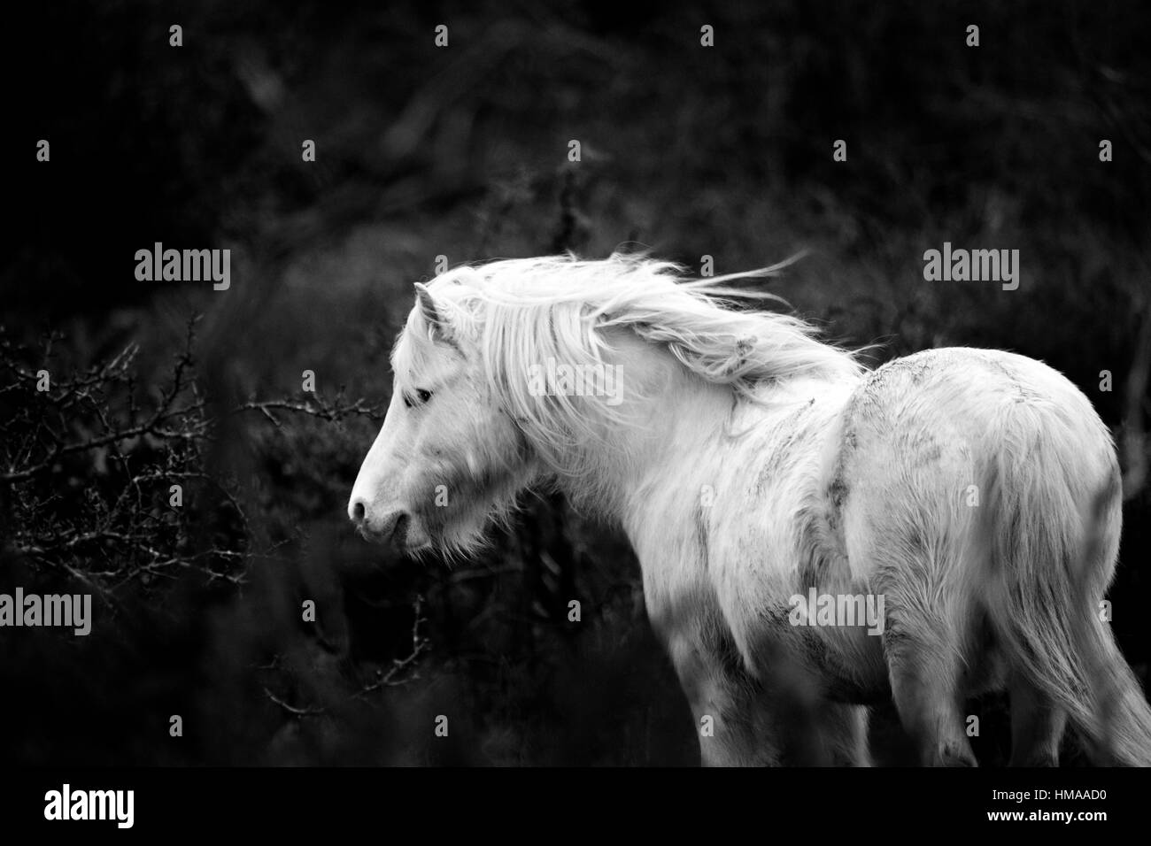 Wild montagna Carneddau ponies abituati alle rigide condizioni climatiche getting frisky nel vento nelle colline del Galles del Nord vicino al villaggio di Lixwm. Foto Stock