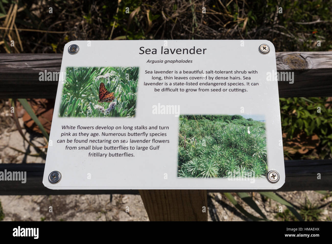 Dichiarazioni interpretative segno per mare Lavanda, Argusia gnaphalodes, una specie in via di estinzione in Bahia Honda State Park, Florida Keys, STATI UNITI D'AMERICA Foto Stock
