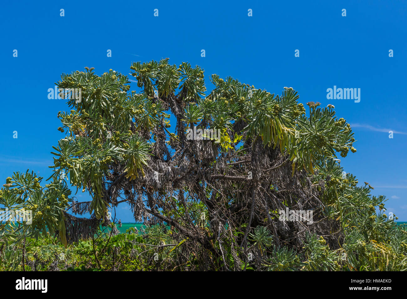 Mare Lavanda, Argusia gnaphalodes, una specie in via di estinzione di un arbusto sulla spiaggia di Bahia Honda State Park, Florida Keys, STATI UNITI D'AMERICA Foto Stock