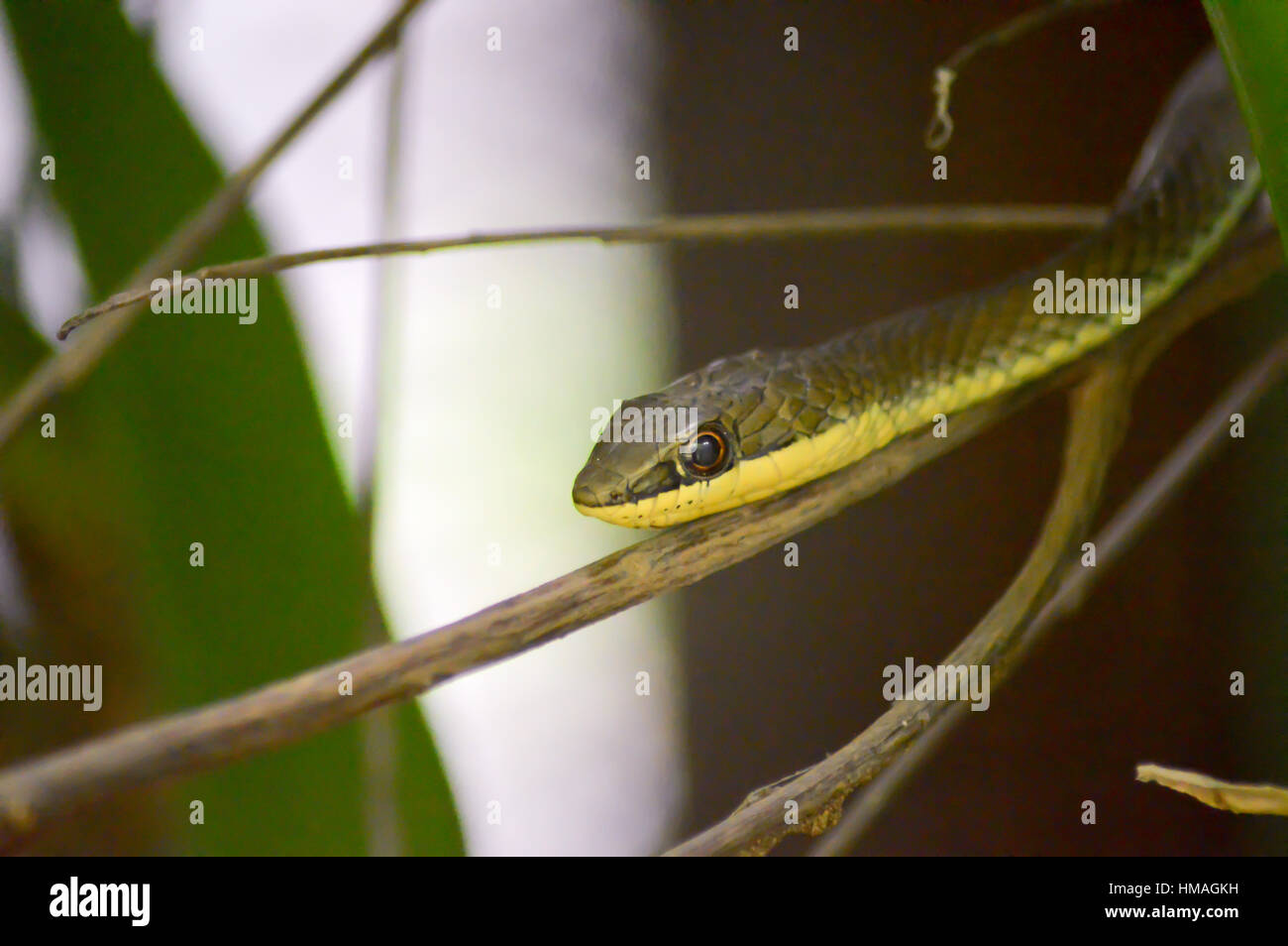 Green Snake in testa su un ramo in un parco a Mombasa, in Kenya Foto Stock