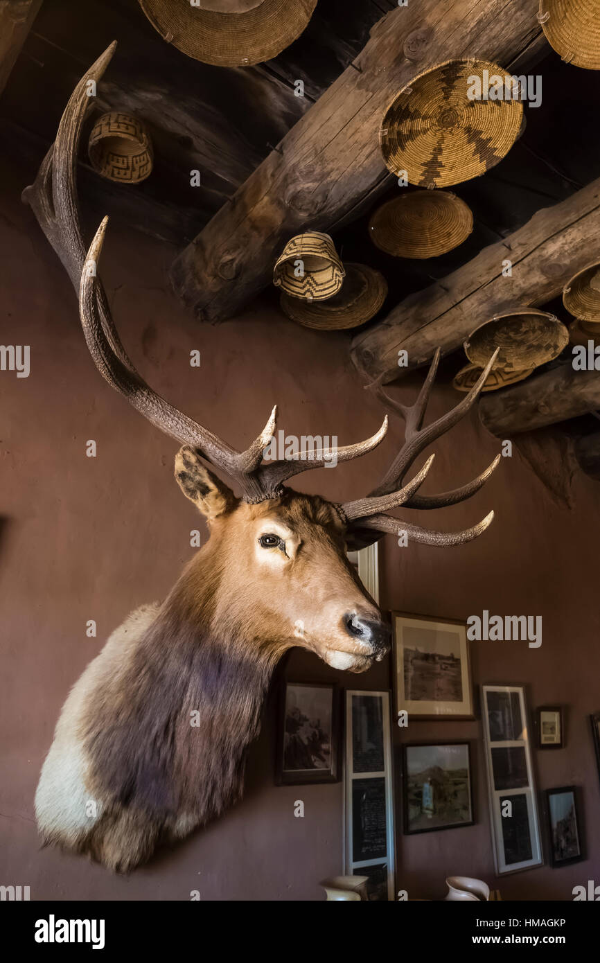 Elk supporto testina in Hubbell Trading Post, Hubbell Trading Post National Historic Site entro la Navajo Nation, Arizona, Stati Uniti d'America Foto Stock