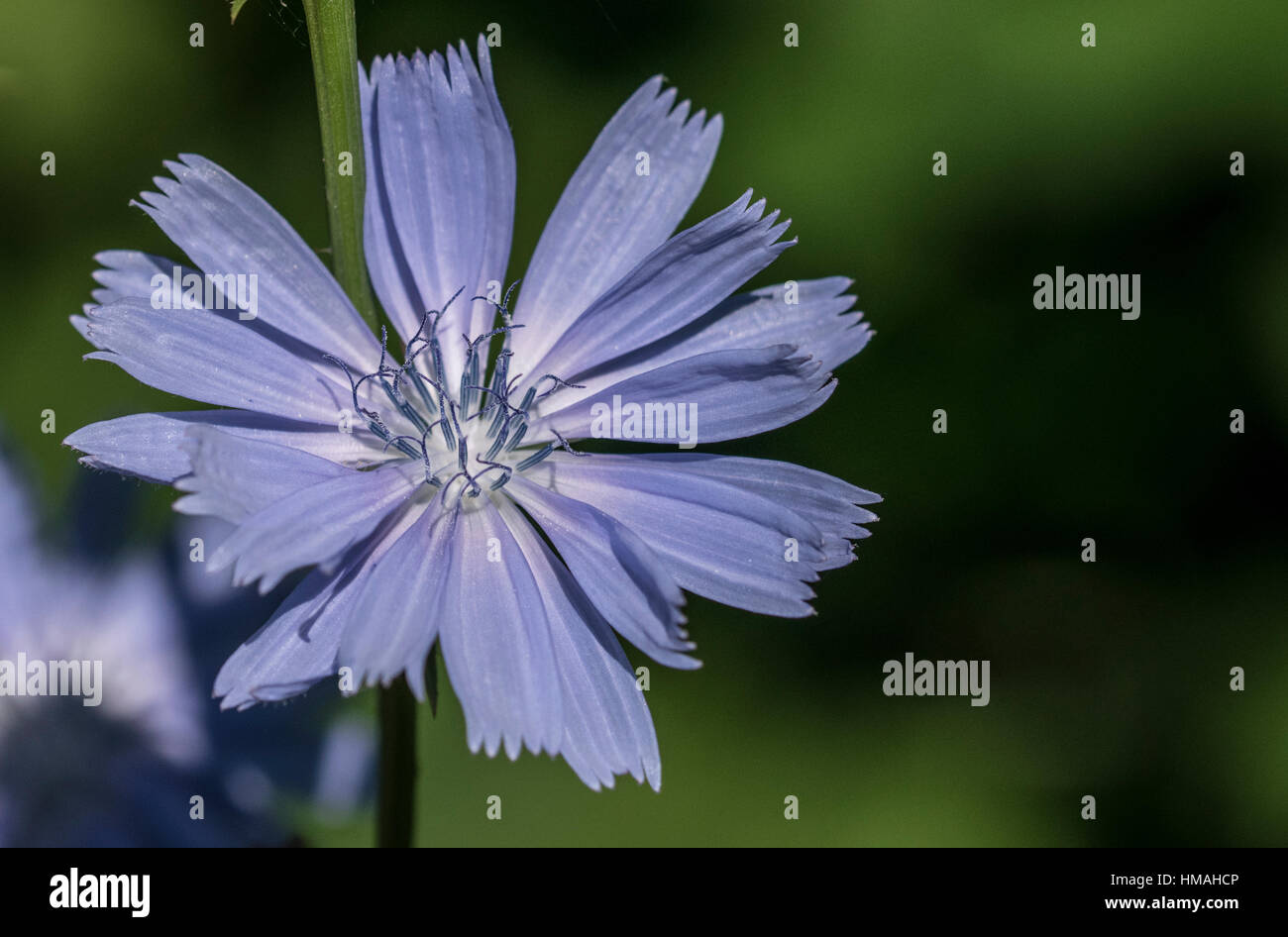 La luce blu fiore di cicoria Foto Stock