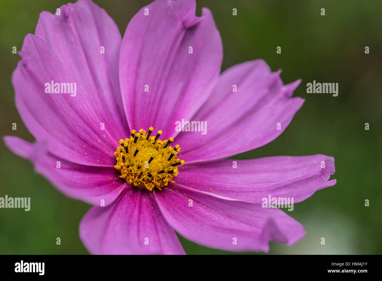 Cosmos bipinnatus Candy Stripe in fiore Foto Stock