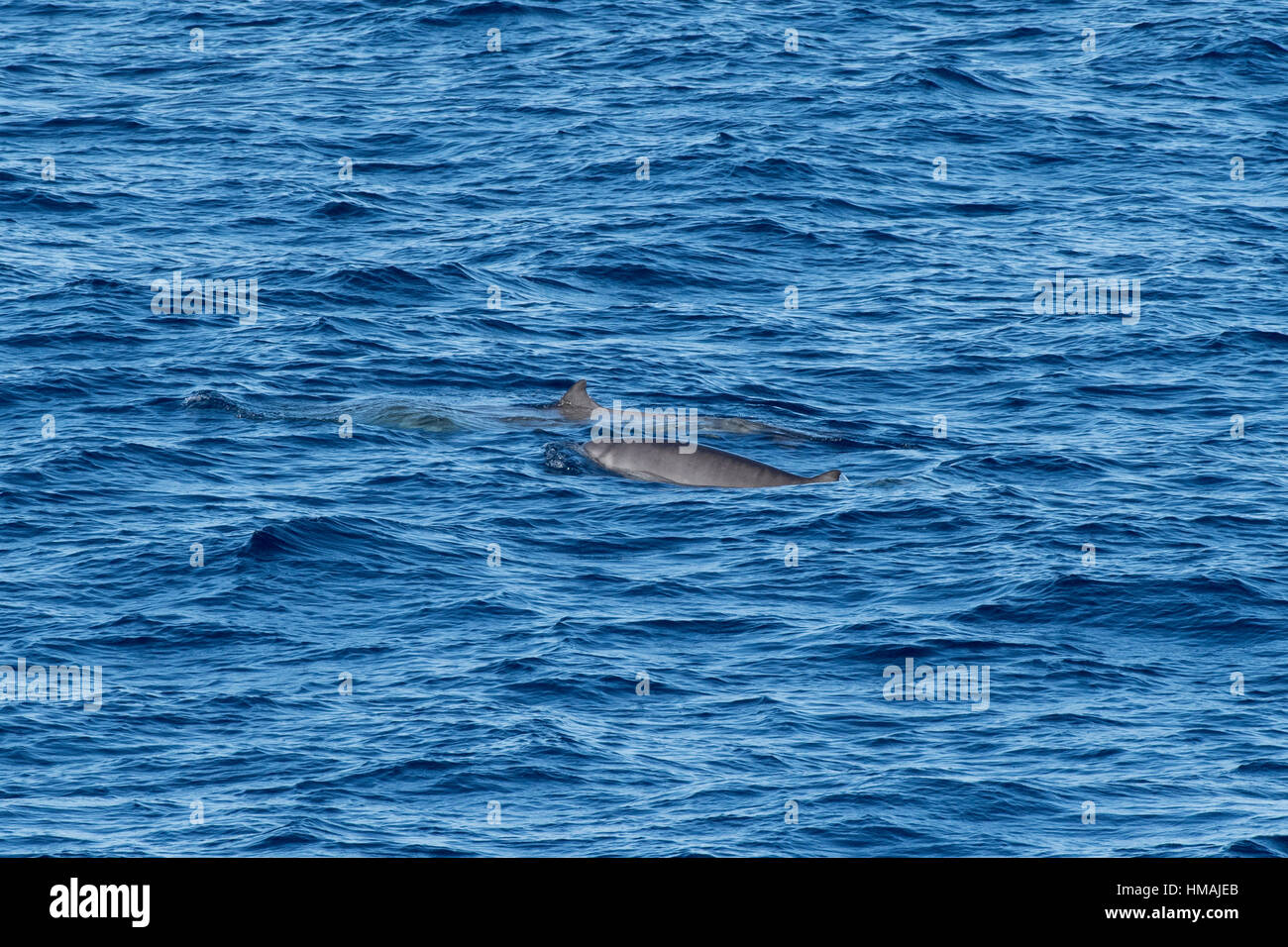 Femmina adulta e capretti Gervais' fatturati balene, Mesoplodon europaeus, pavimentazione, il Marocco, Oceano Atlantico Foto Stock