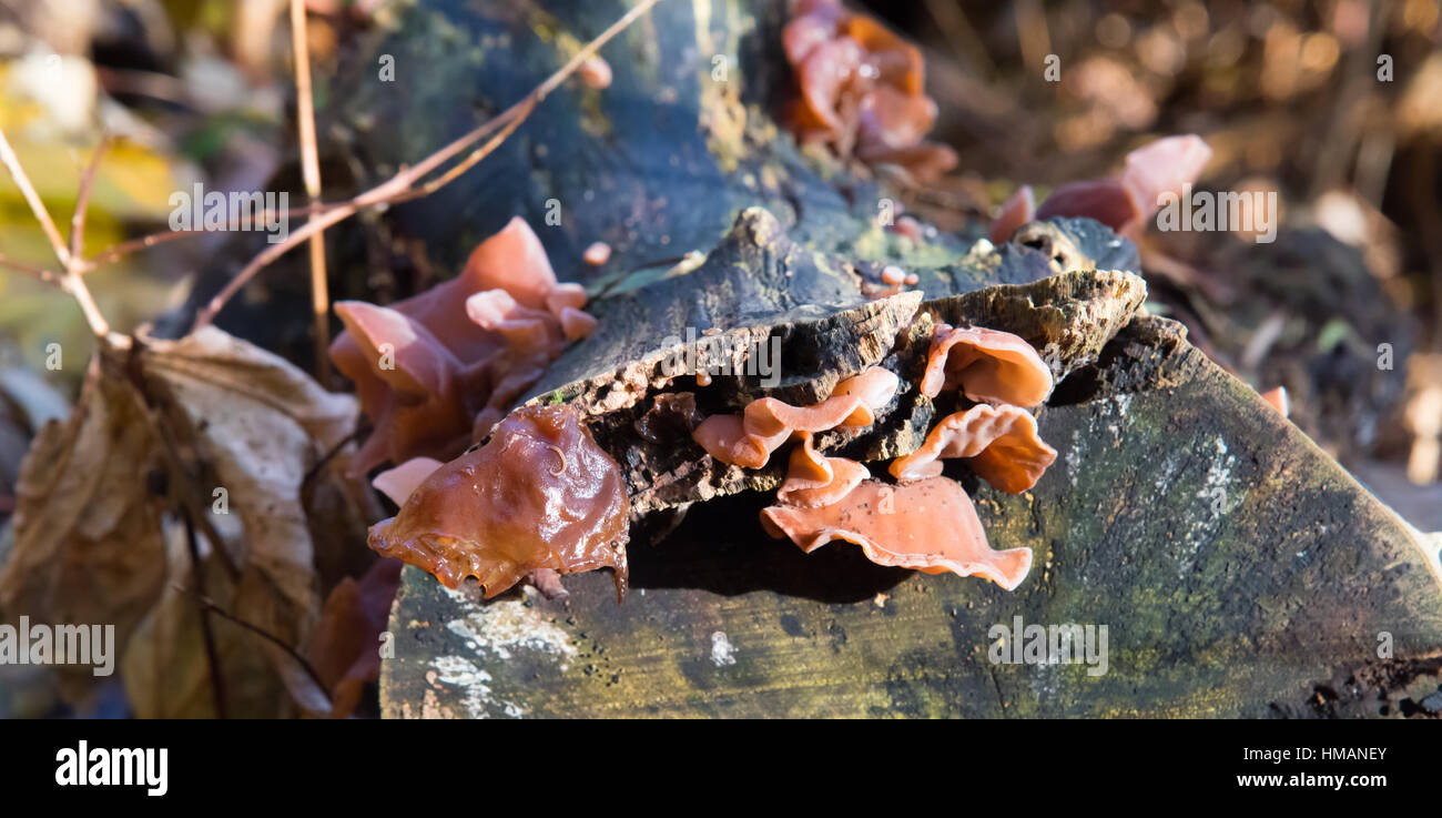 Jelly orecchio fungo. Foto Stock