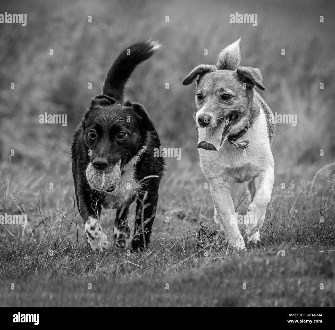 Cani Foto Stock