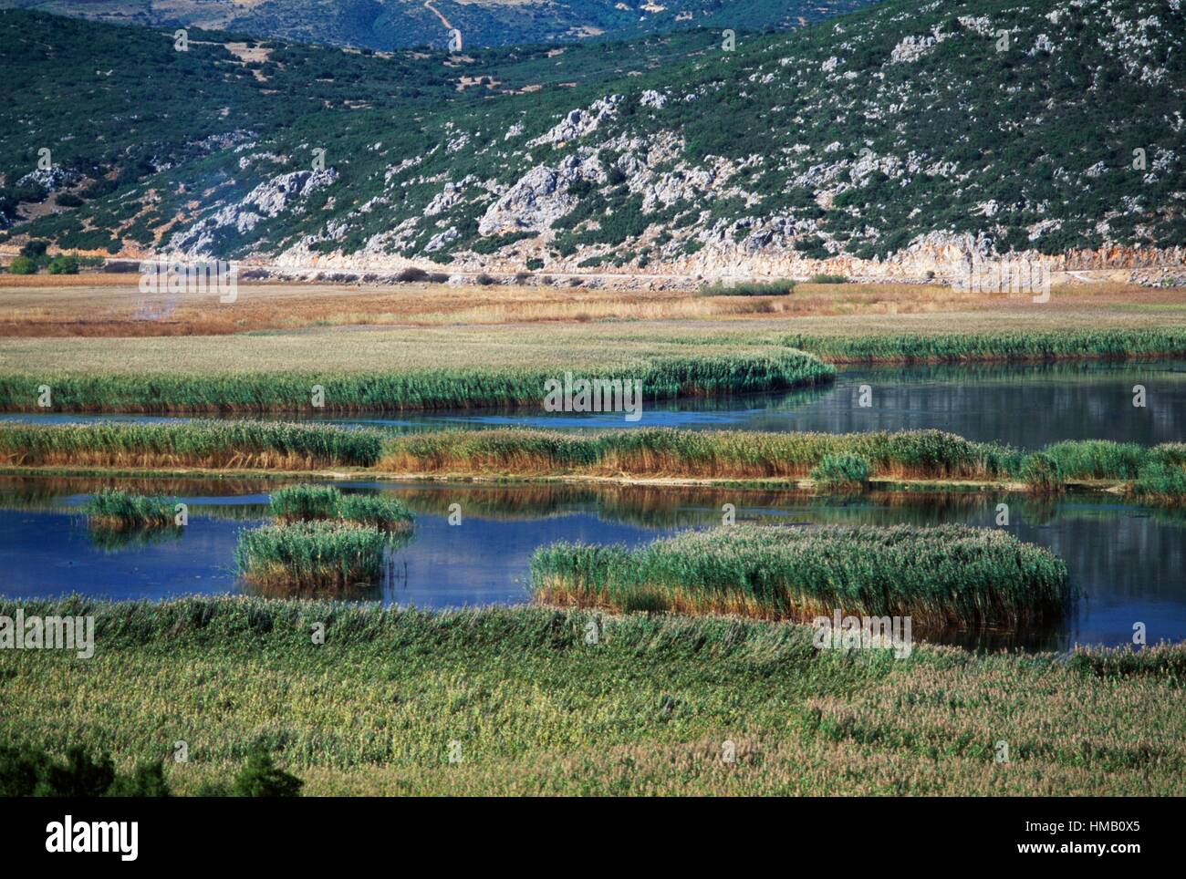 Canne al Lago palustre Stymphalia, Peloponneso e Grecia. Foto Stock