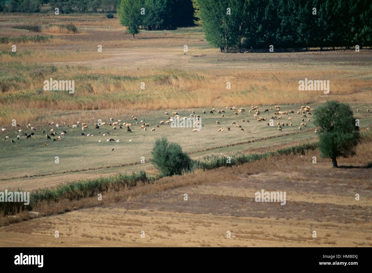 Gli animali pascolano nei pressi del Lago palustre Stymphalia, Peloponneso e Grecia. Foto Stock