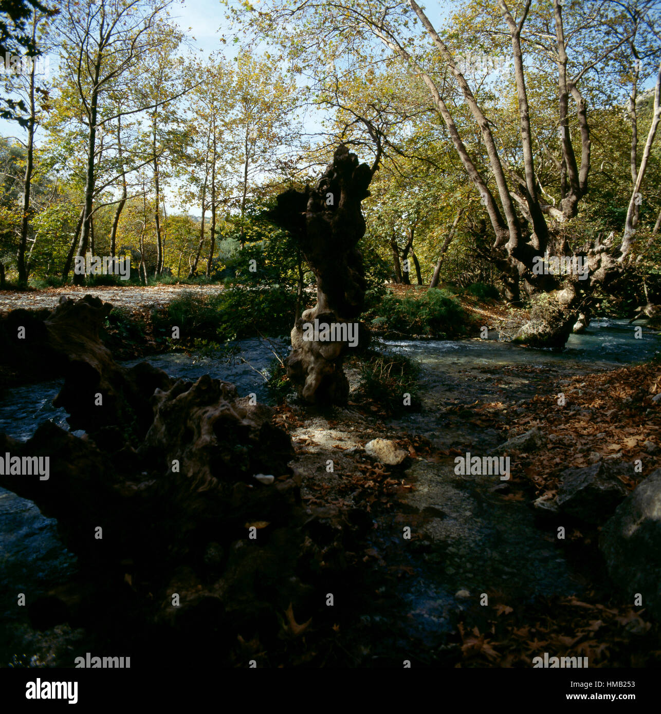 Vista del fiume Acheronte tra la vegetazione, Epiro Grecia. Foto Stock