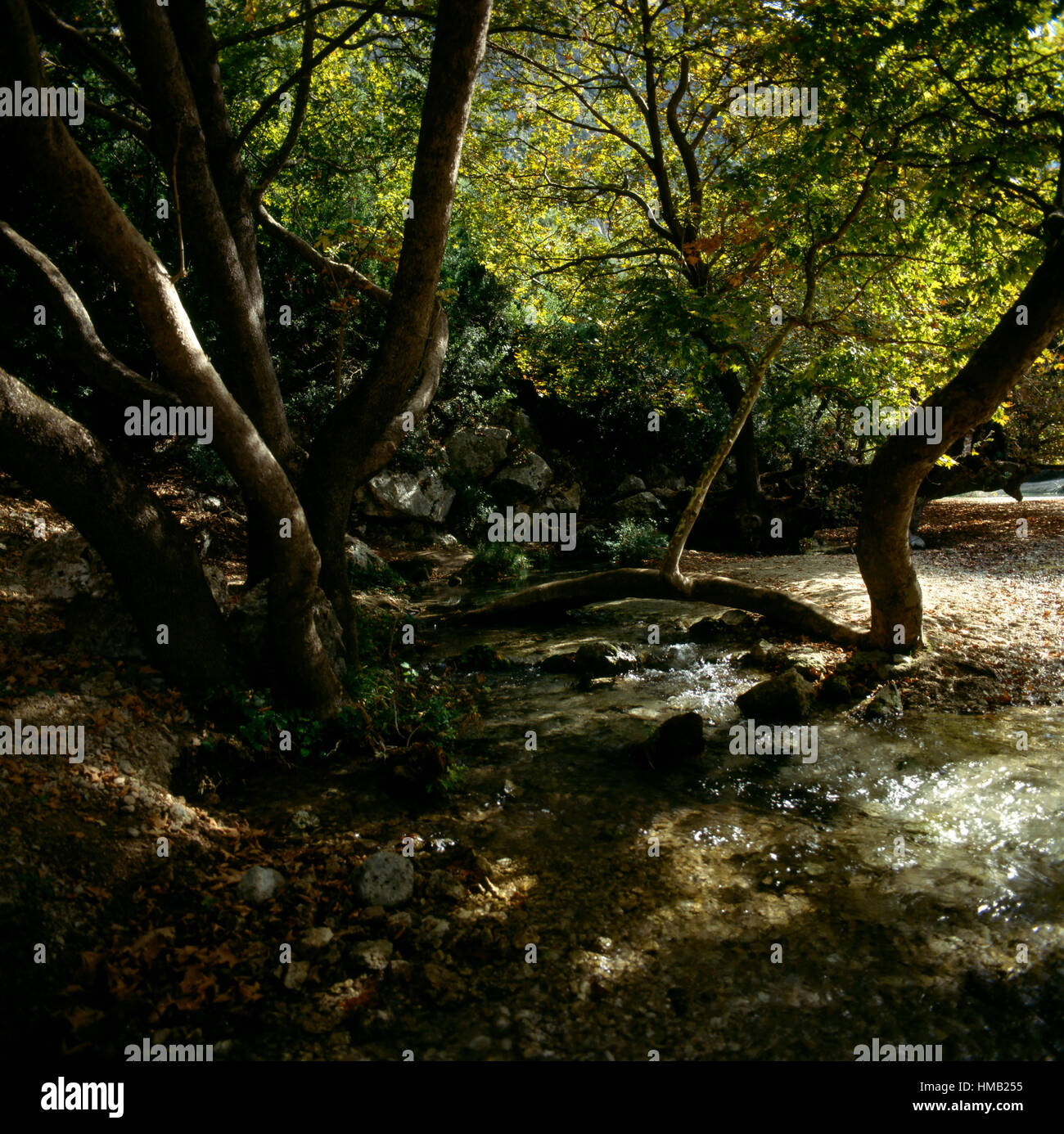 Alberi lungo un tratto del fiume Acheronte, Grecia. Foto Stock