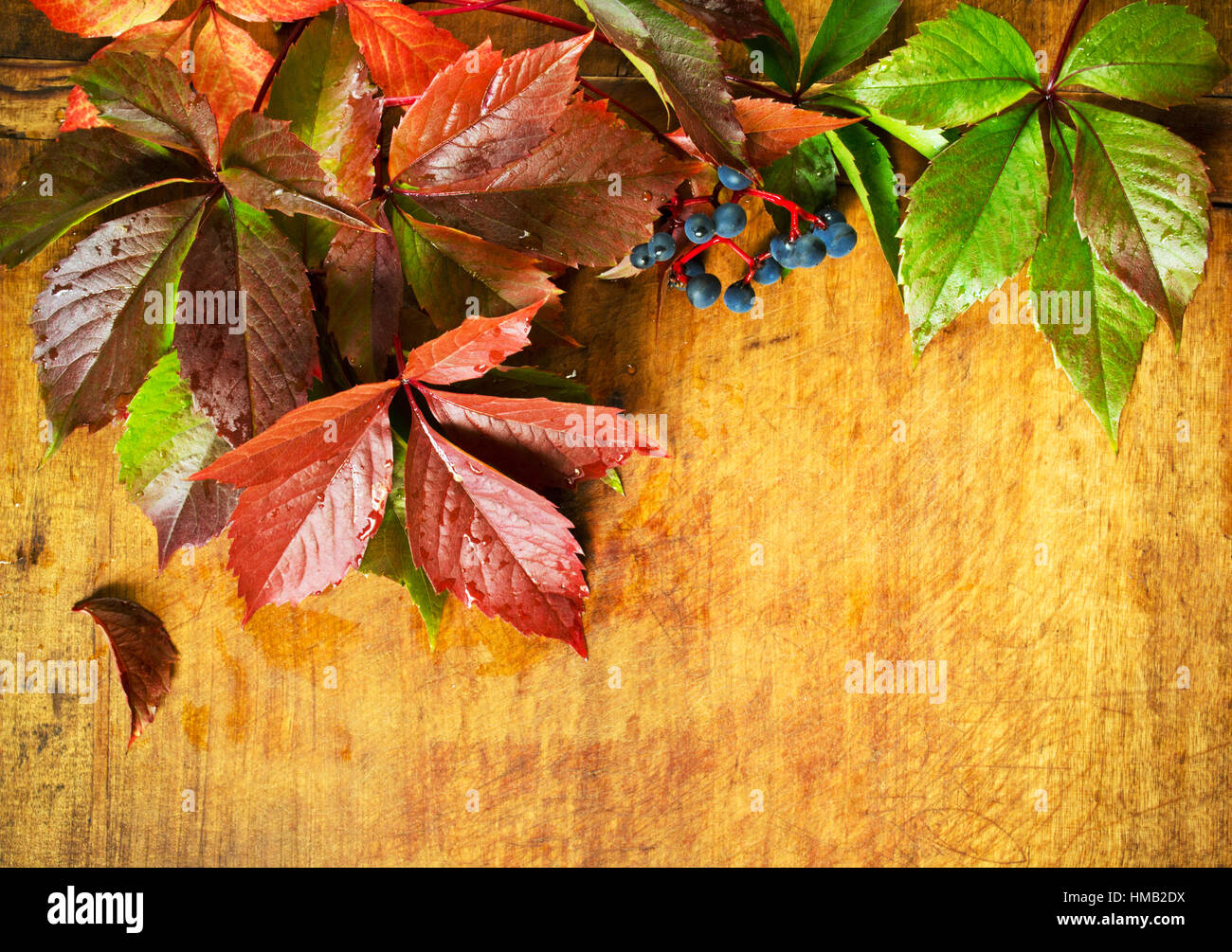 Autunno sfondo con uva selvatica su uno sfondo di legno Foto Stock