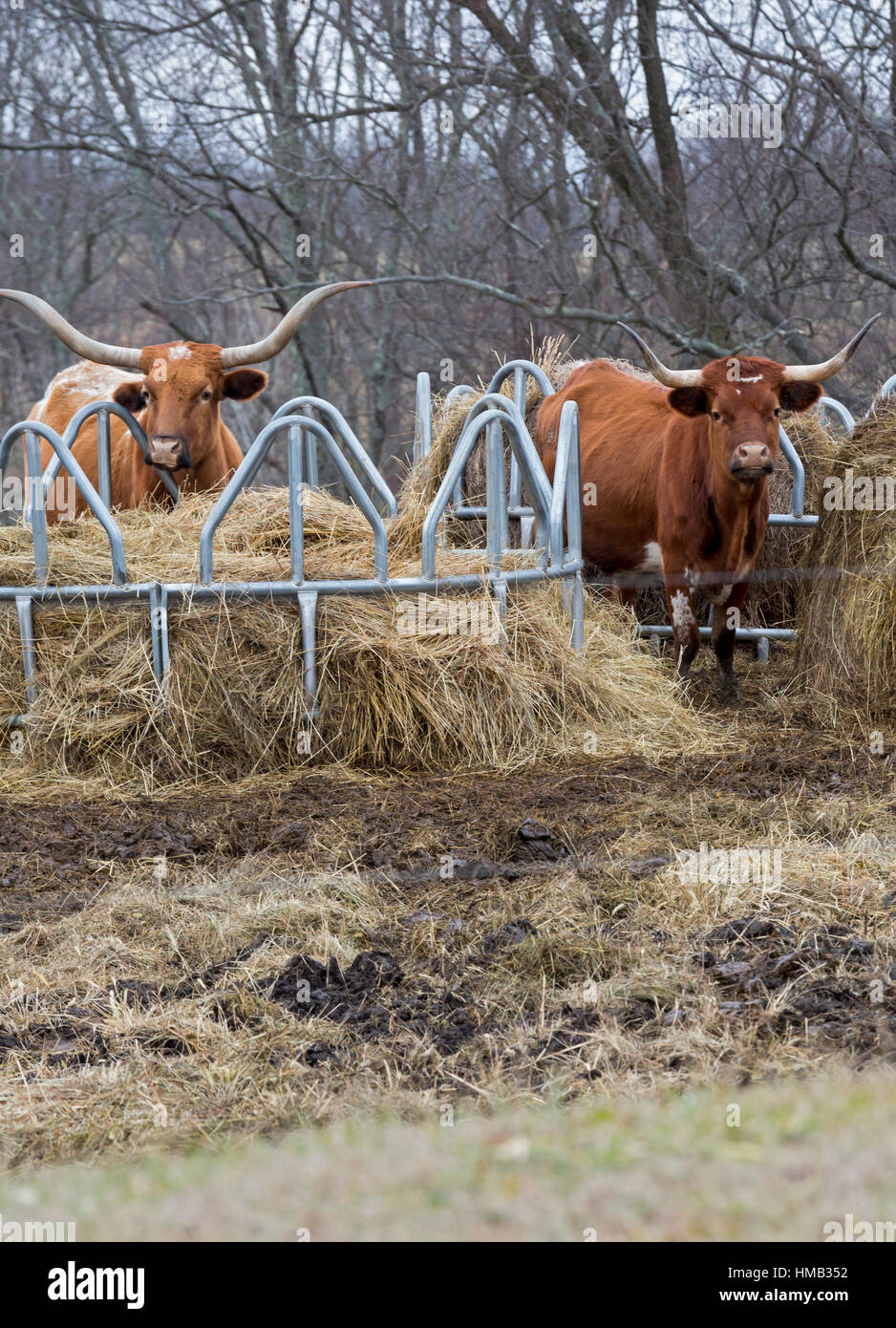 Asciugare Ridge, Kentucky - Texas Longhorn bestiame in un alimentatore di fieno. Foto Stock