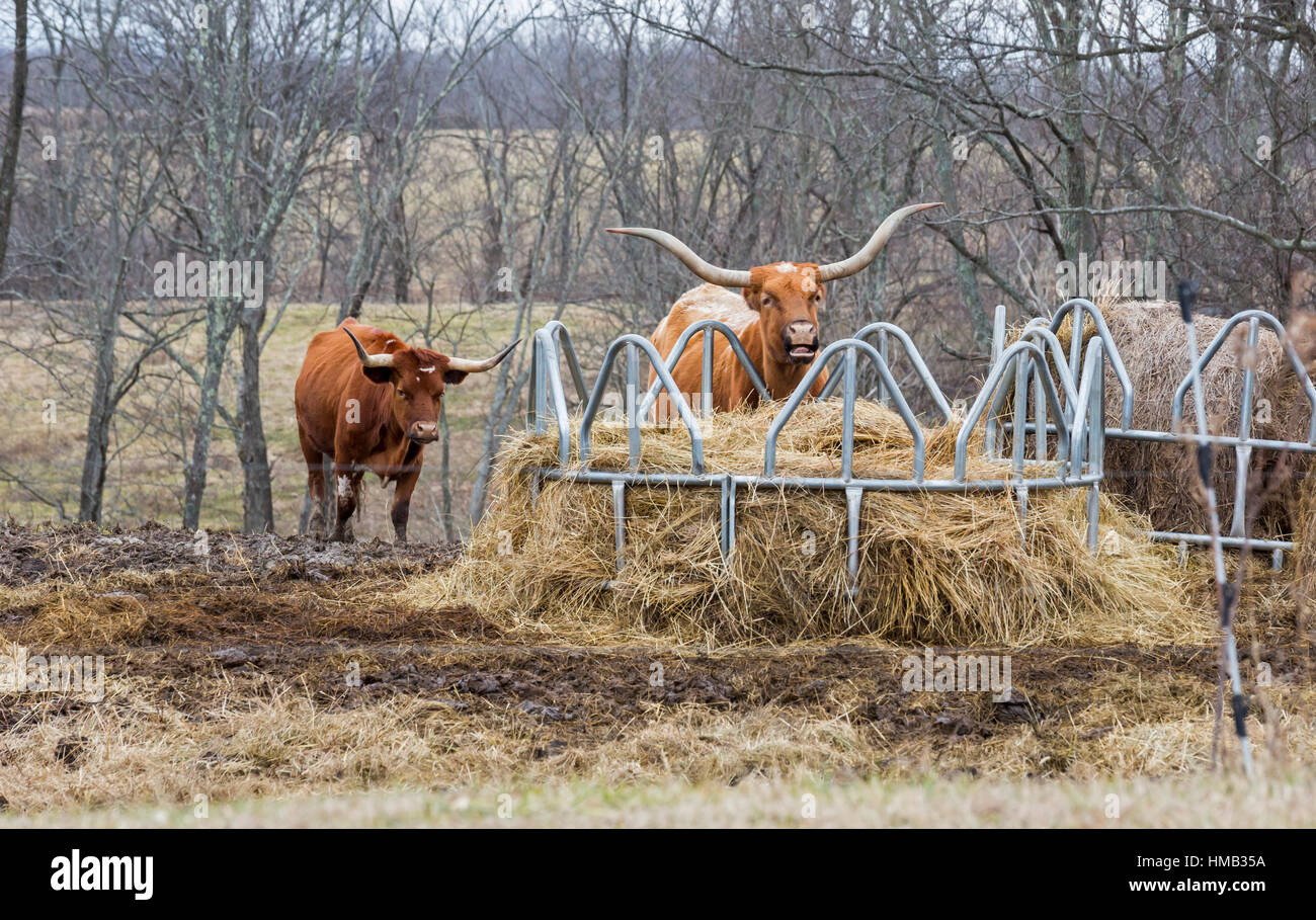 Asciugare Ridge, Kentucky - Texas Longhorn bestiame in un alimentatore di fieno. Foto Stock