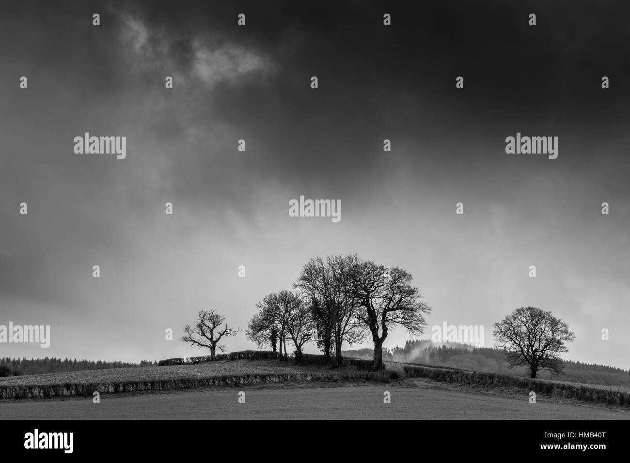 Gli alberi da Hadnock Halt trail, Foresta di Dean. Foto Stock