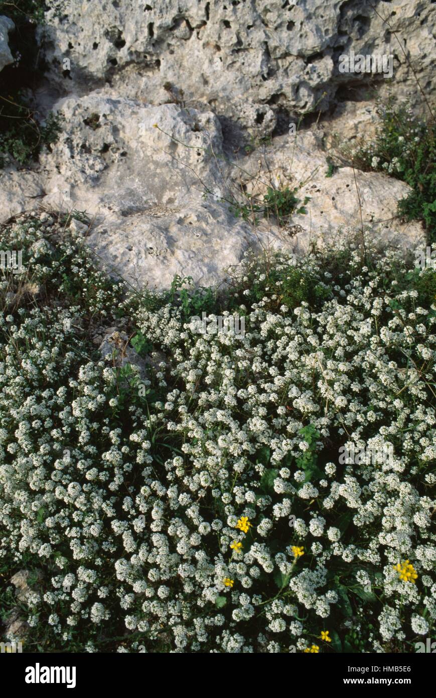 Piante da fiore tra le rocce vicino alla necropoli rupestri s di Pantalica, Pantalica Riserva Naturale Cava Grande torrente valle Foto Stock