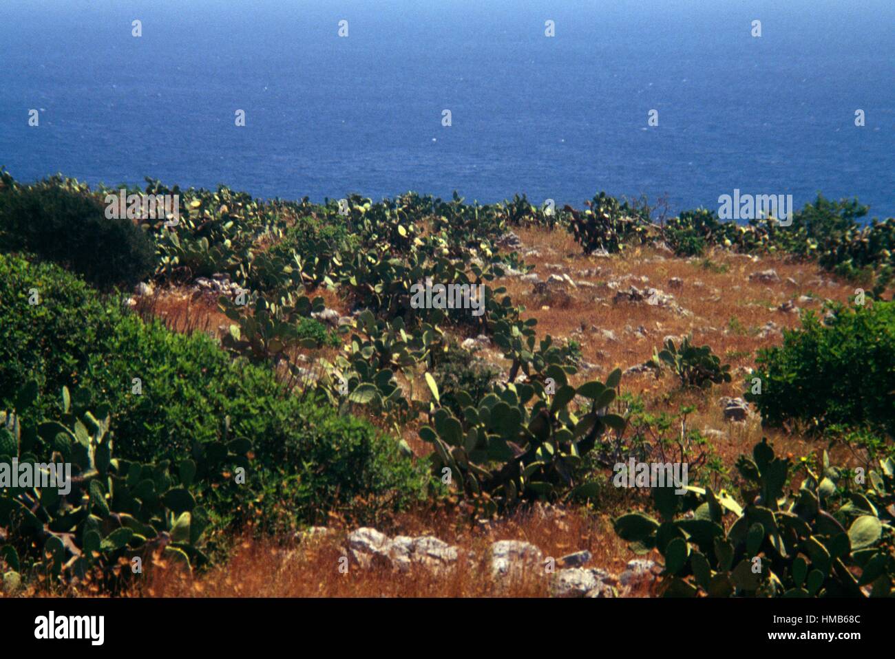 Fichidindia (Opuntia ficus-indica) vicino alla costa di Santa Maria di Leuca, Puglia, Italia. Foto Stock