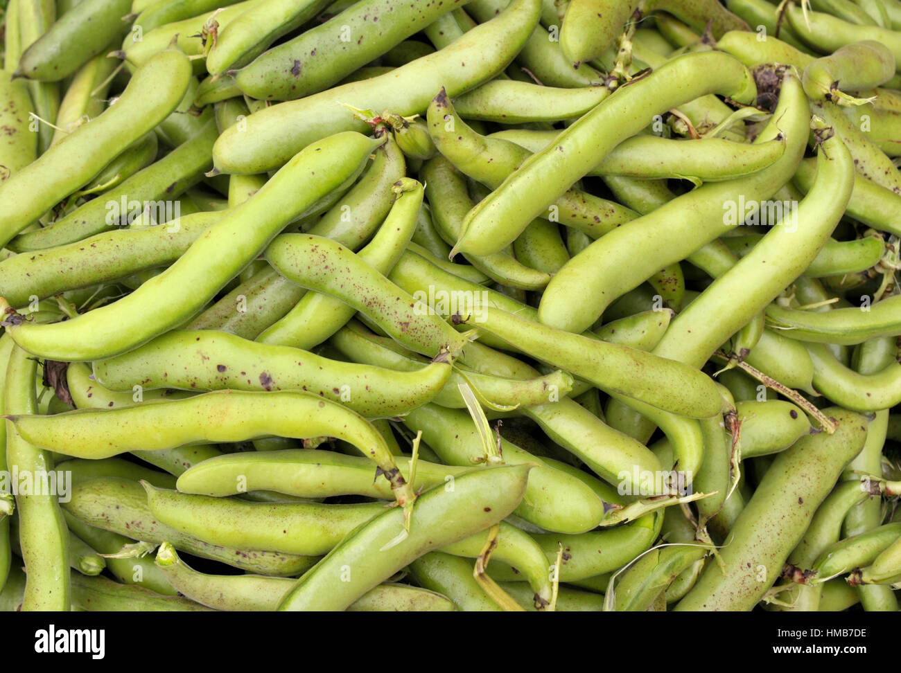 Raccolto di appena raccolto fave nei loro baccelli, varietà Witkiem Manita, Vicia faba noto anche come le fave e le favette, fava, bell, cavallo, Windsor, piccione Foto Stock