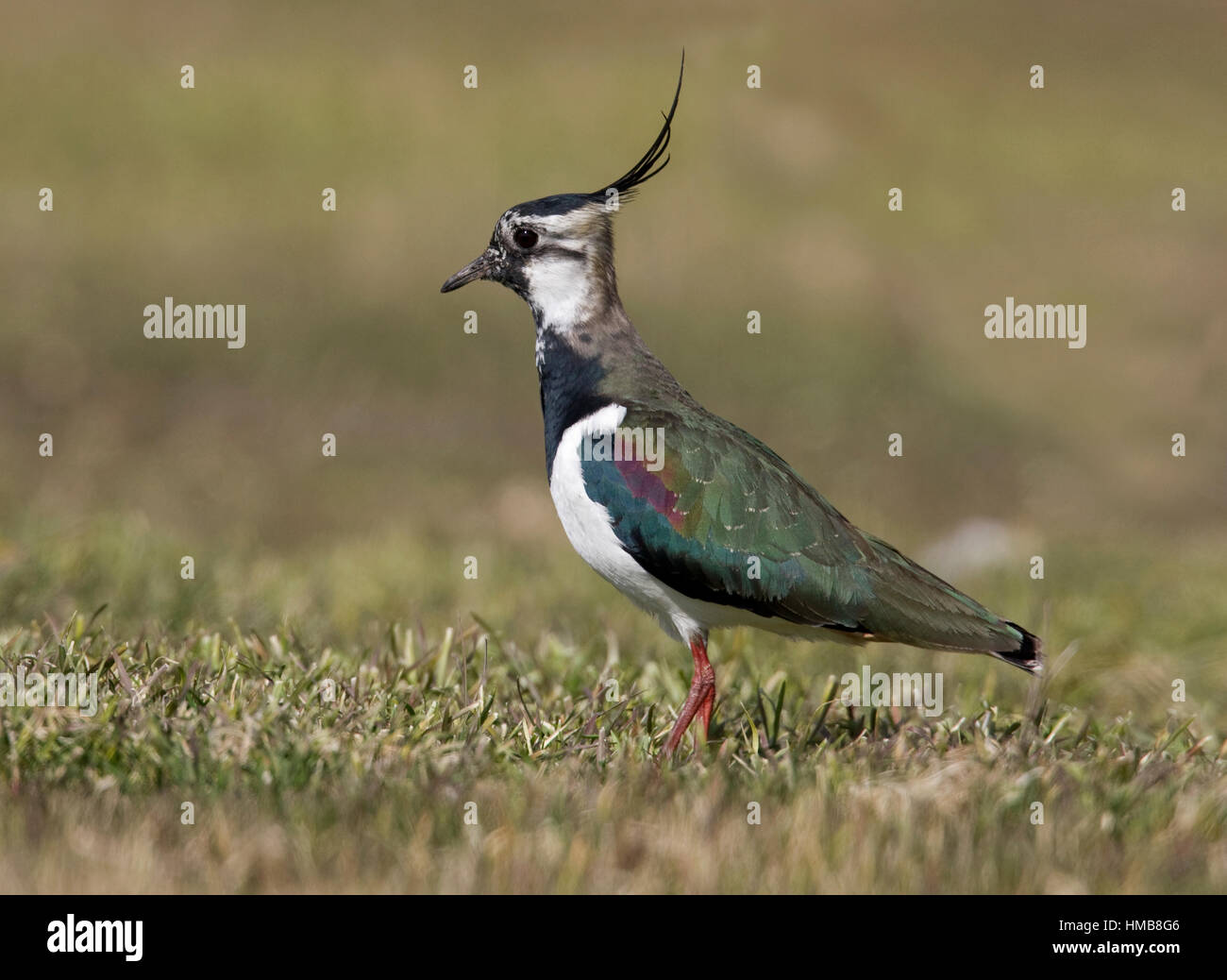 Pavoncella - Vanellus vanellus Foto Stock