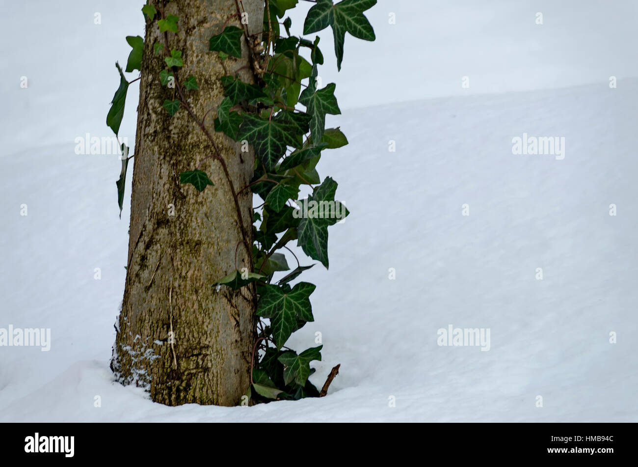 Scena invernale di tronco e coperto di edera con neve nel parco, Sofia, Bulgaria Foto Stock