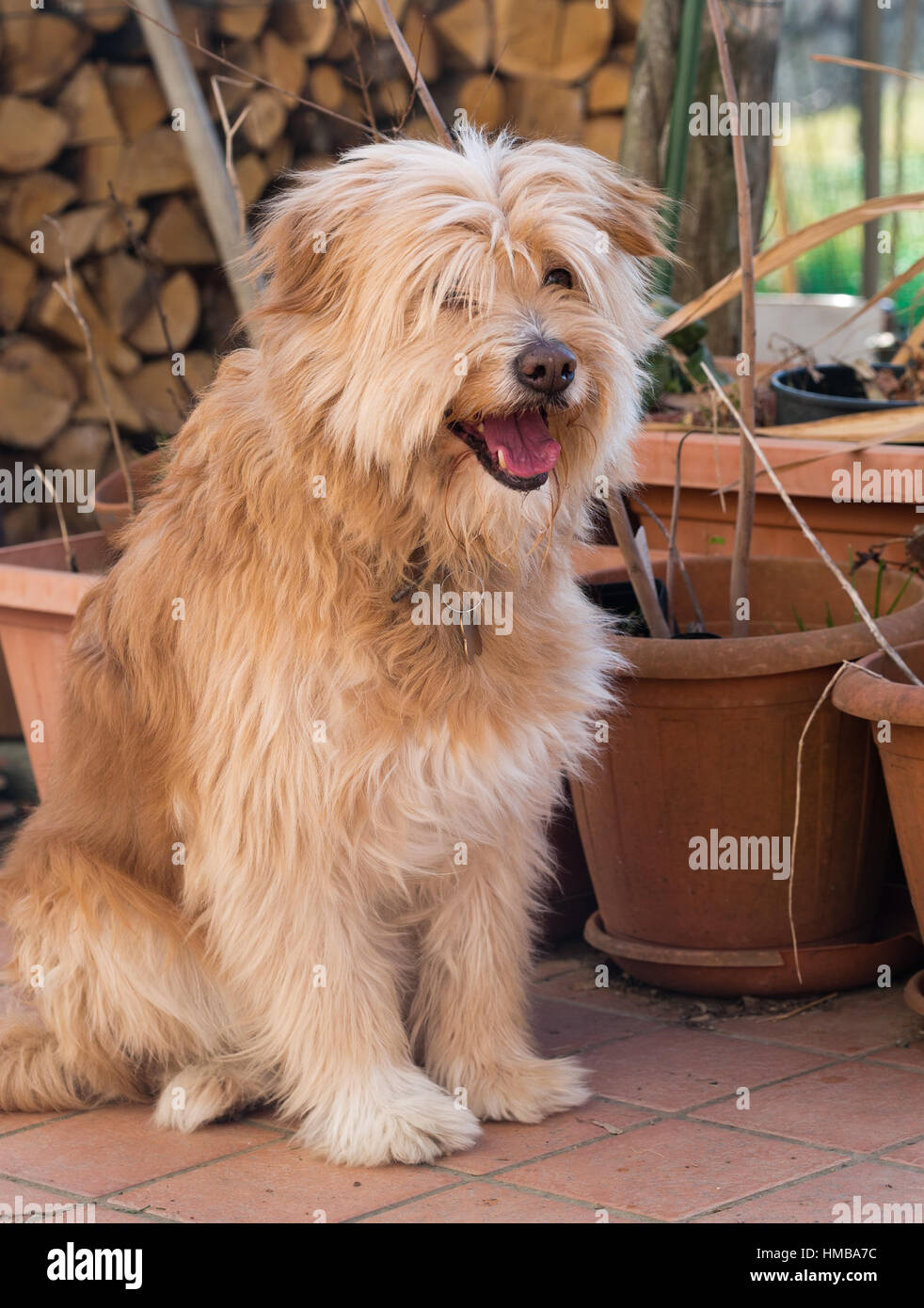 Felice cercando hound! Sheepdog parte. Foto Stock