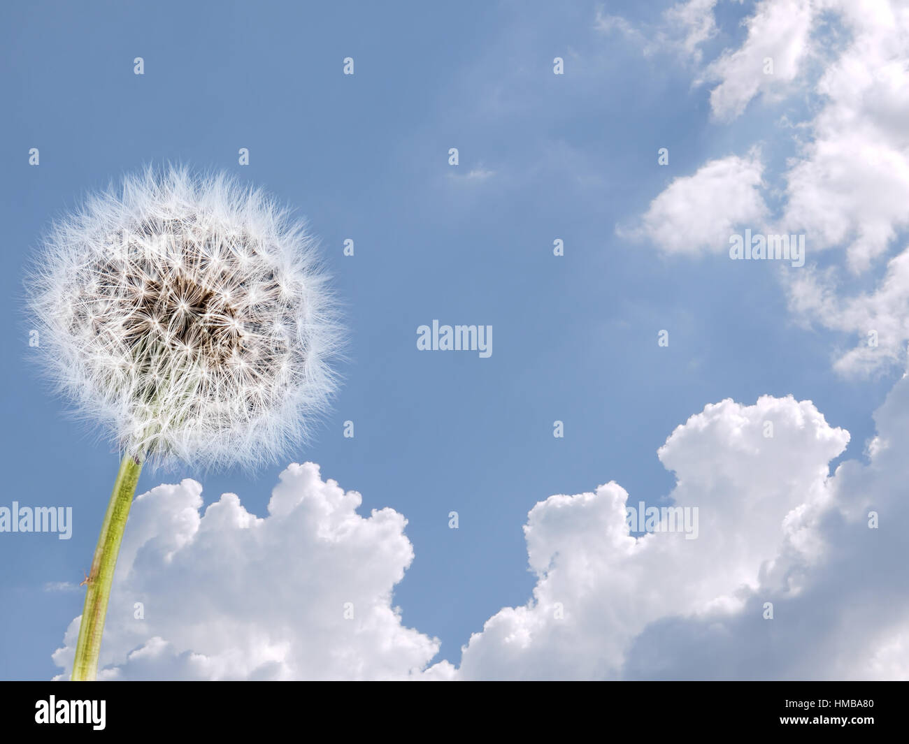 Tarassaco e sky. Meteo, aria pulita aria concetto. Foto Stock