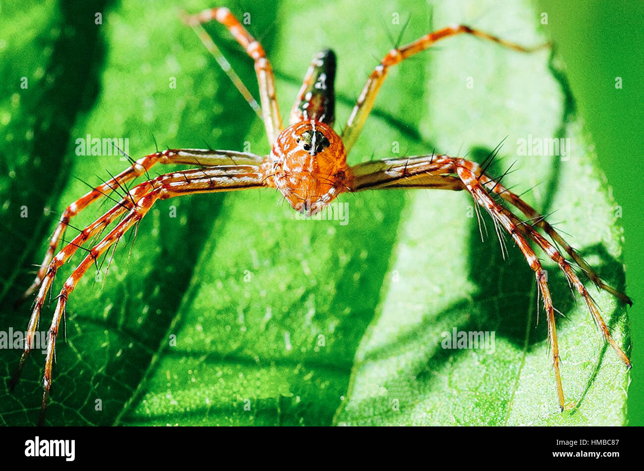 Un tipo di animale chiamato spider Foto Stock