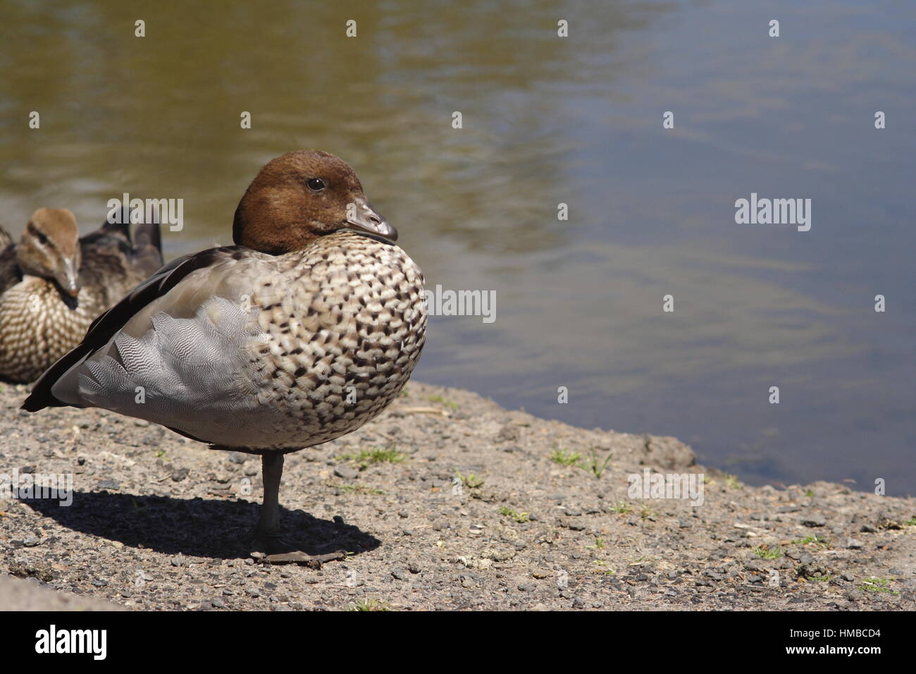 Anatra Australiana di legno in piedi su una gamba accanto ad un lago. Foto Stock