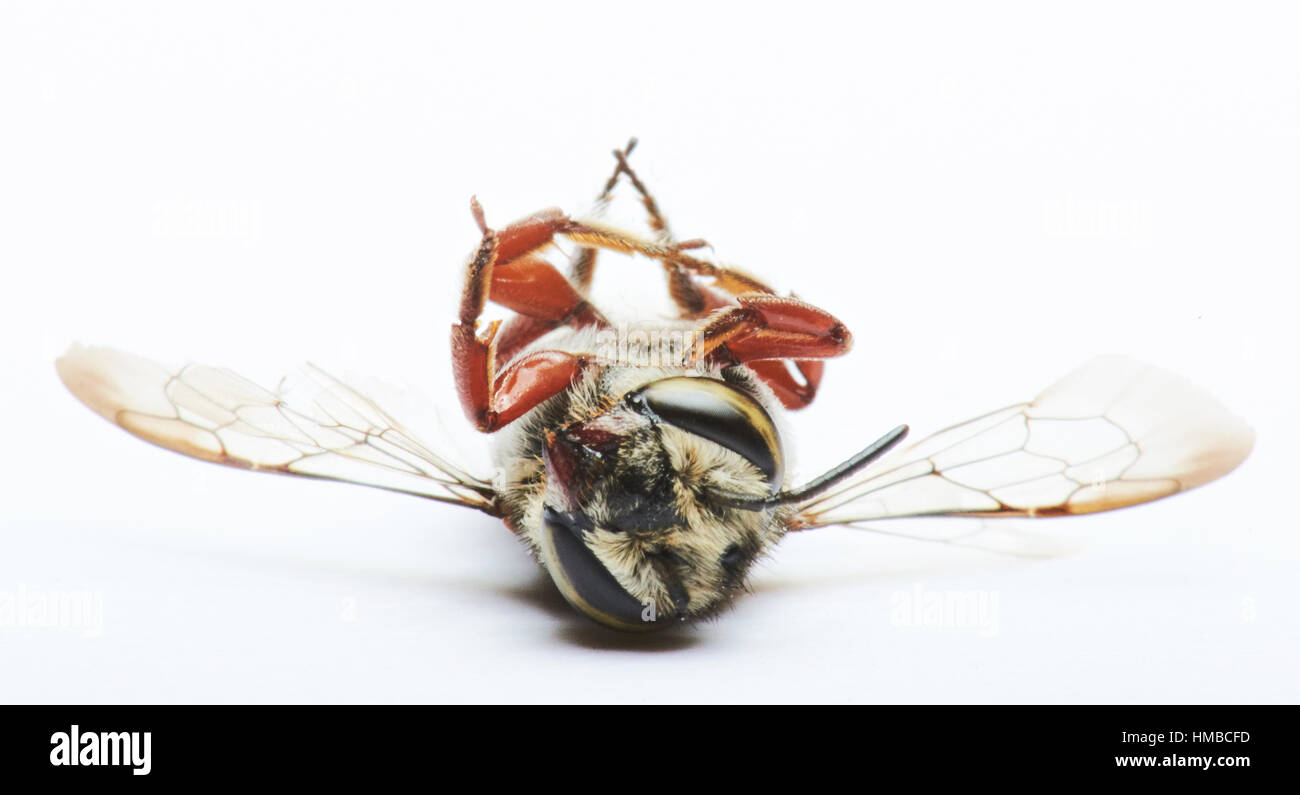 Close up wasp isolati su sfondo bianco Foto Stock