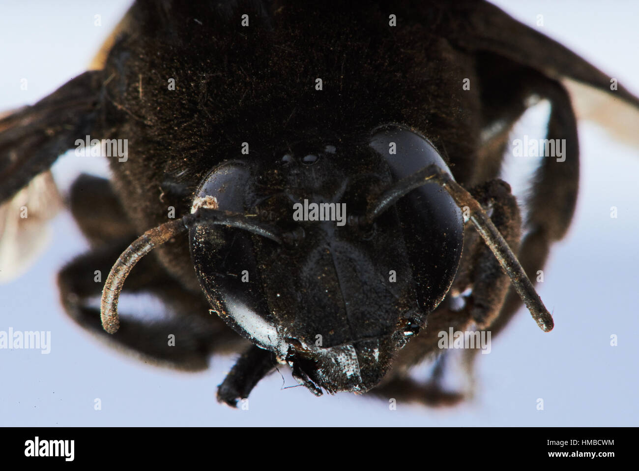 Close up ritratto di bumblebee isolato su bianco Foto Stock