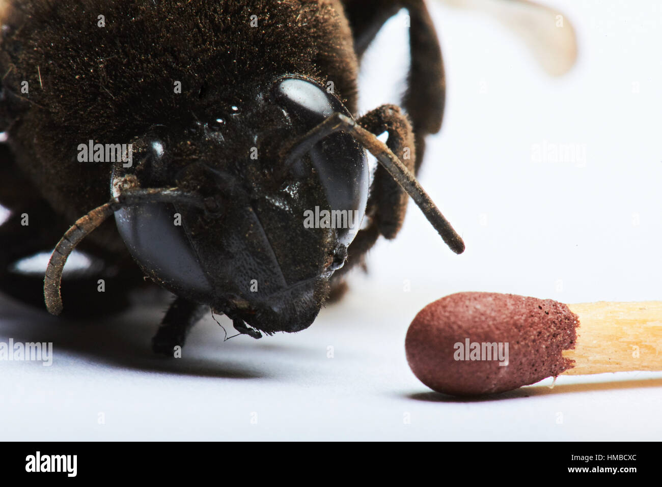 Testa di bumblebee e match confronta isolati su sfondo bianco Foto Stock