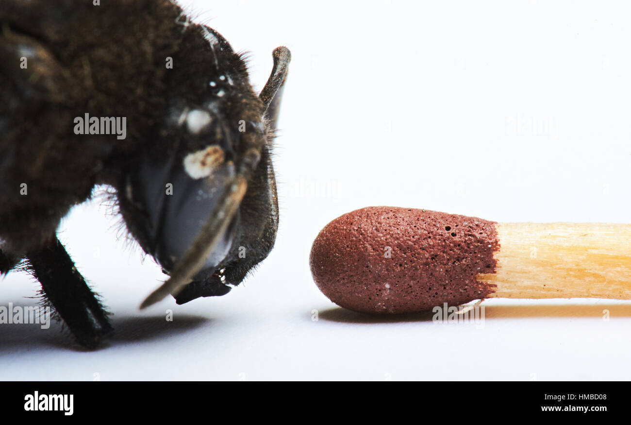 Confrontare corrispondenza e bumblebee capo isolato su bianco Foto Stock