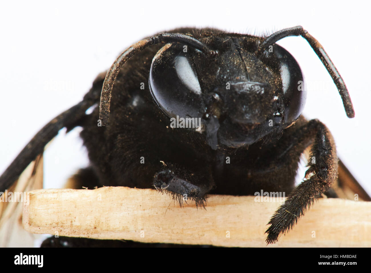 Close up ritratto di bumblee bee isolato su bianco Foto Stock