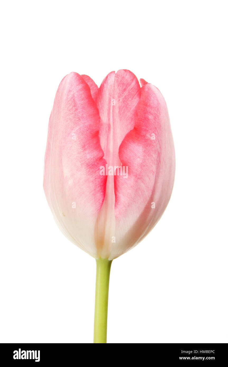 Tulip flower con magenta orlata petali isolata contro bianco Foto Stock