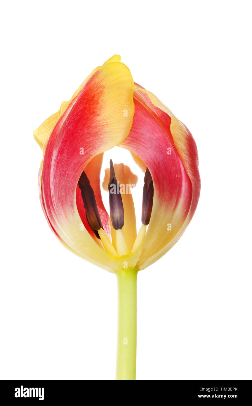 Rosso e giallo tulip fiore con petali rimosso per mostrare la stigmatizzazione e stami isolata contro uno sfondo bianco Foto Stock