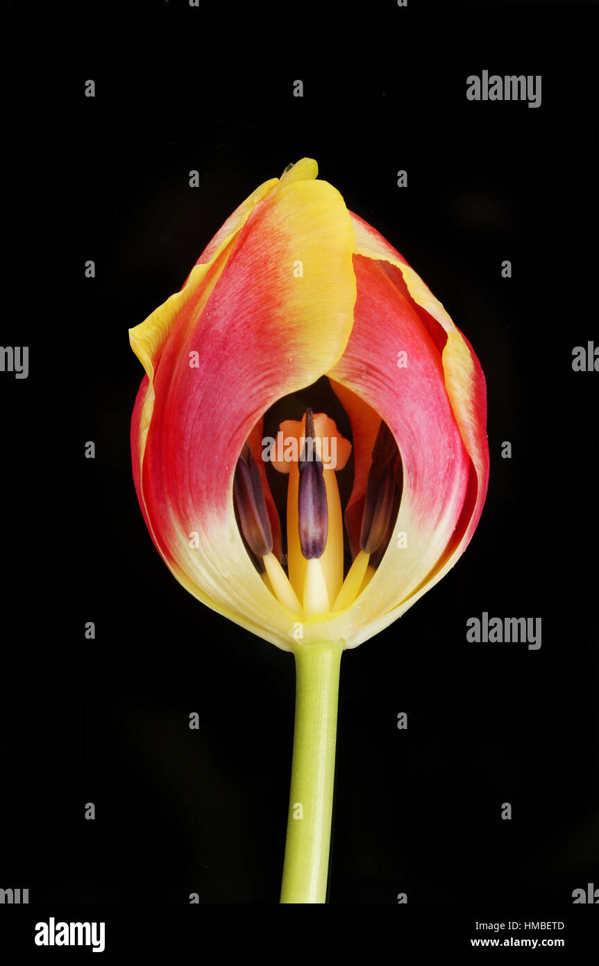 Rosso e giallo tulip fiore con petali rimosso per mostrare la stigmatizzazione e stami isolata contro uno sfondo nero Foto Stock