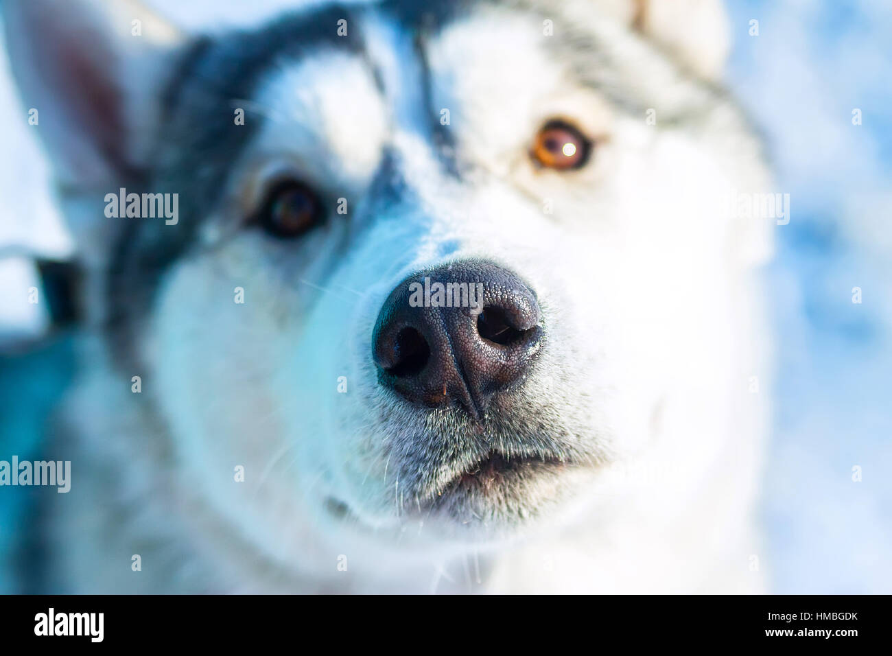 Alaskan Malamute Cane ritratto nella fotocamera anteriore Foto Stock