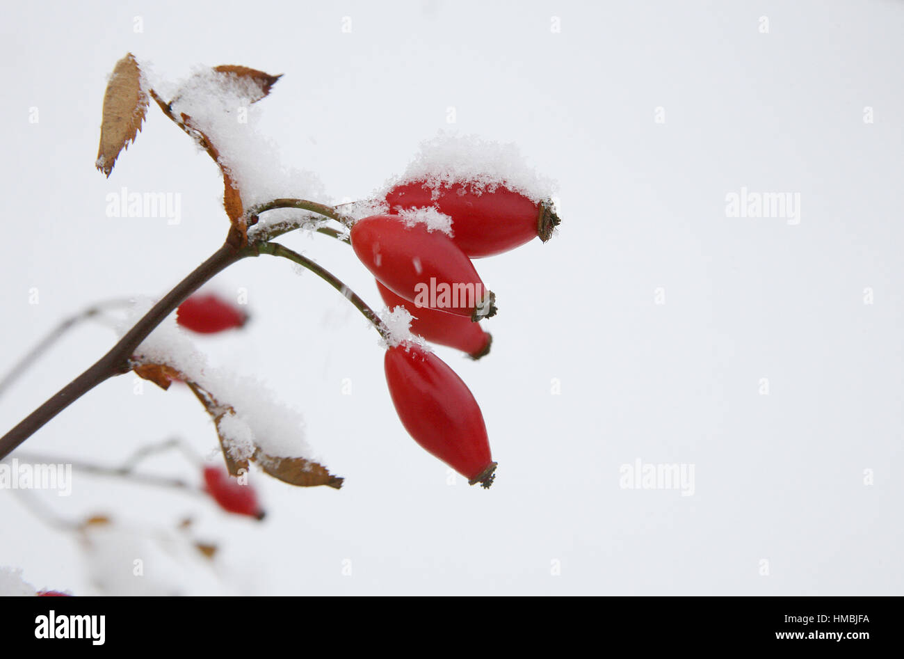 Cinorrodi nella neve Foto Stock