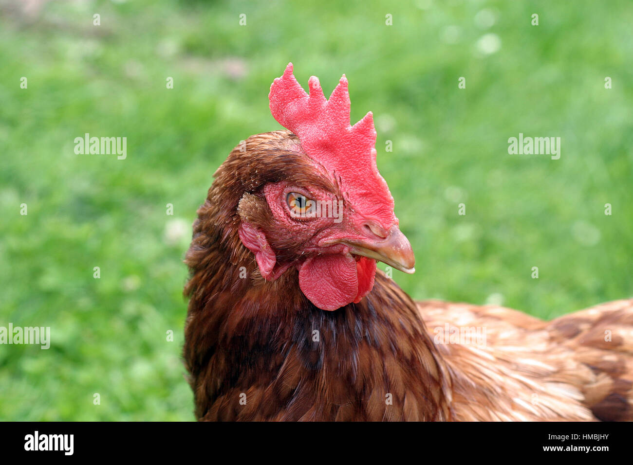 Ex galline in batteria Foto Stock