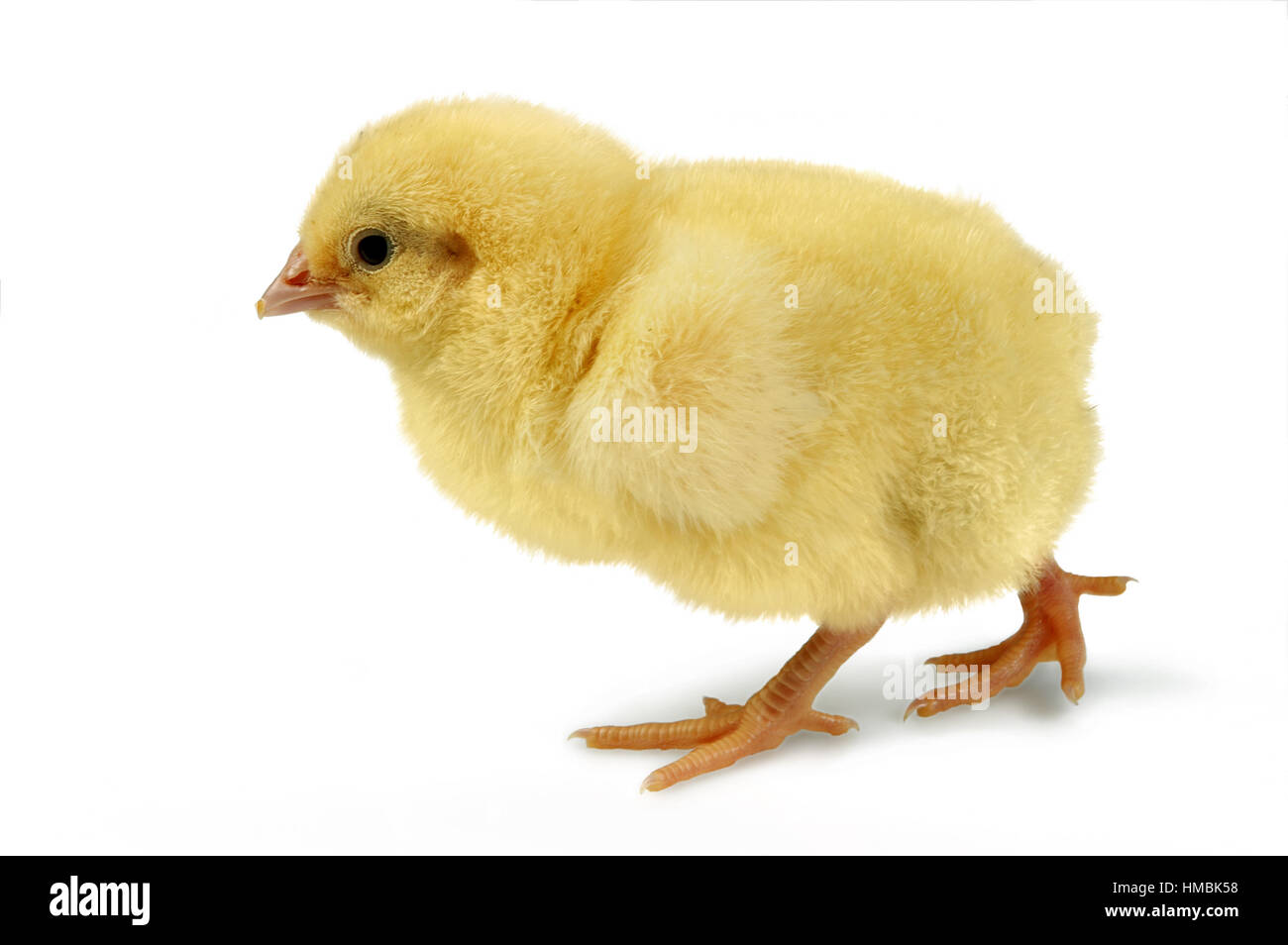 24 ore di vecchio piccolo giallo pasqua pulcino su a piedi Foto Stock