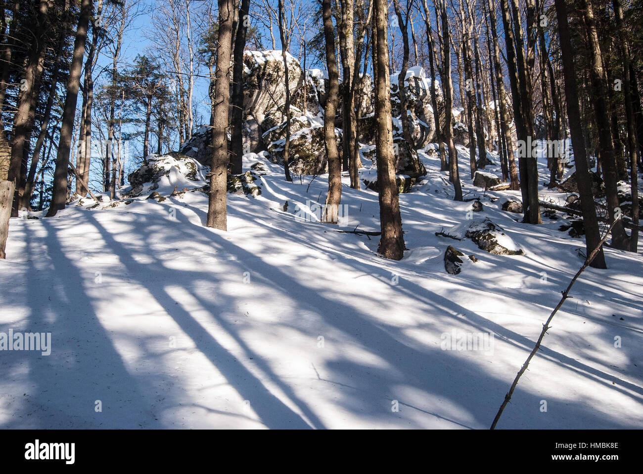 Inverno deciduo di foreste di montagna con rocce, neve e cielo limpido bellow kosiarka collina nella parte meridionale della mala fatra montagne in Slovacchia Foto Stock