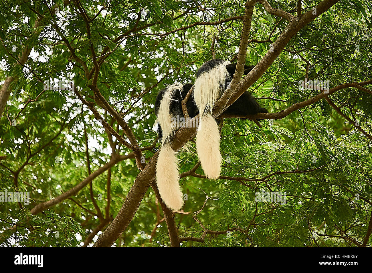 Est in bianco e nero Colobus monkeys, corteggiare su un albero Foto Stock