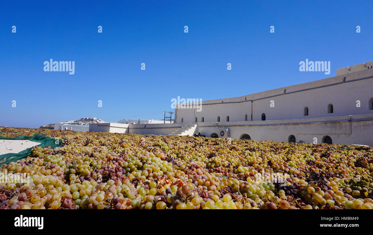 Azienda vinicola a Santorini Foto Stock