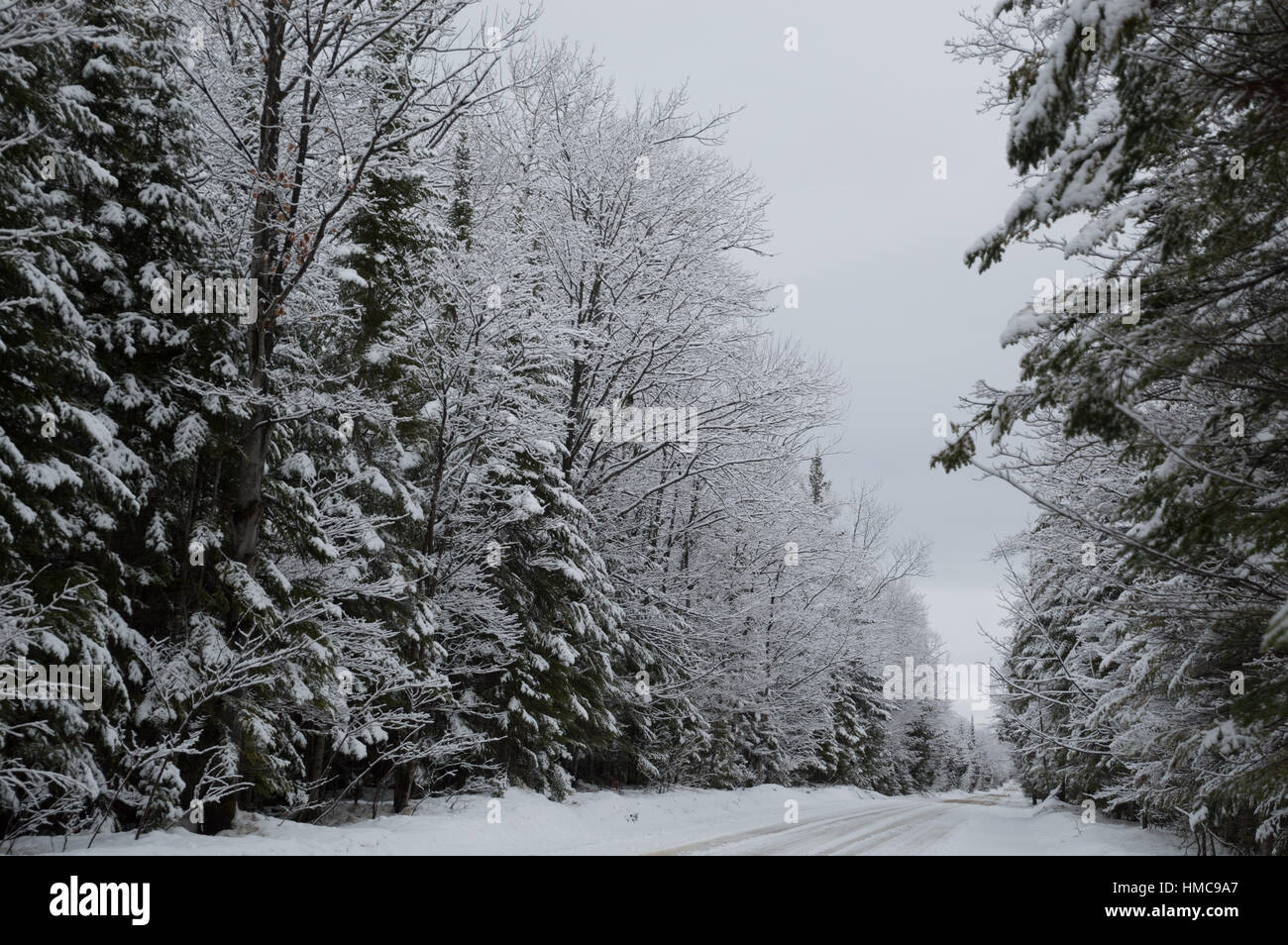 Snow laden conifere e latifoglie linea la strada innevata. Foto Stock