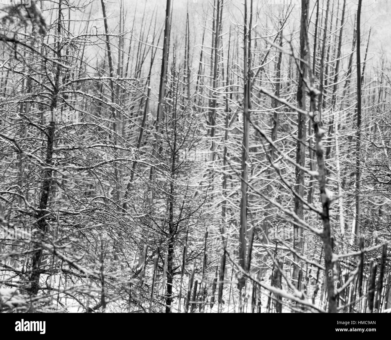 Inverno in questa palude di Ontario. Questa immagine in bianco e nero è geometrica e stark Foto Stock