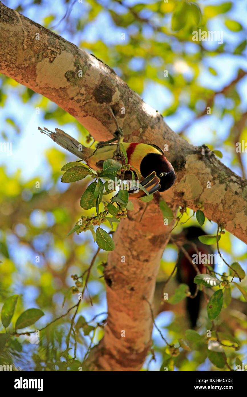 Braunohrarasari, (Pteroglossus castanotis), Adulto, auf Baum, Nahrungssuche, fressend, Pantanal, Mato Grosso, Brasilien, Suedamerika Chestnut-Eared Ar Foto Stock