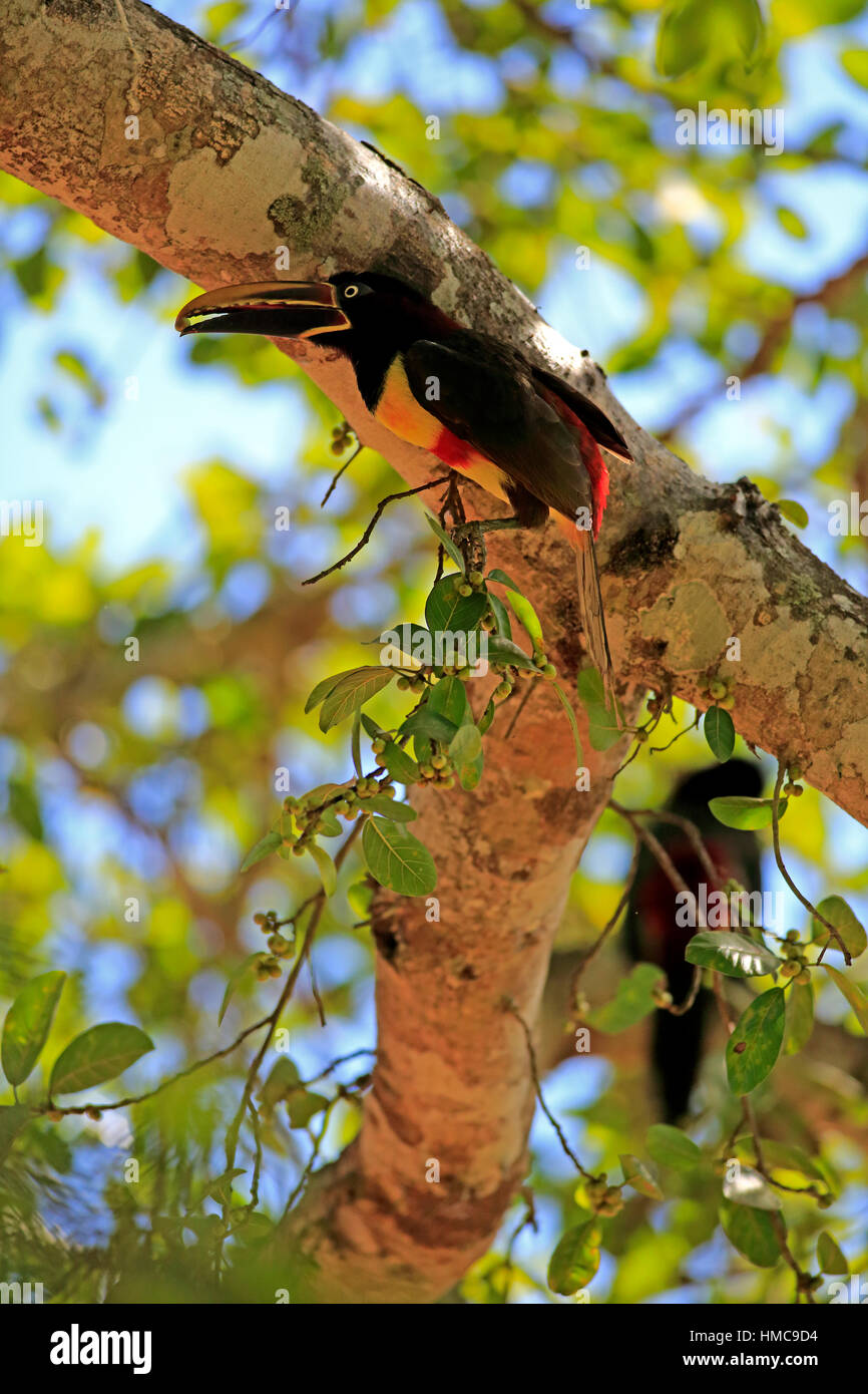 Braunohrarasari, (Pteroglossus castanotis), Adulto, auf Baum, fressend, Pantanal, Mato Grosso, Brasilien, Suedamerika Chestnut-Eared Aracari, (Pterogl Foto Stock