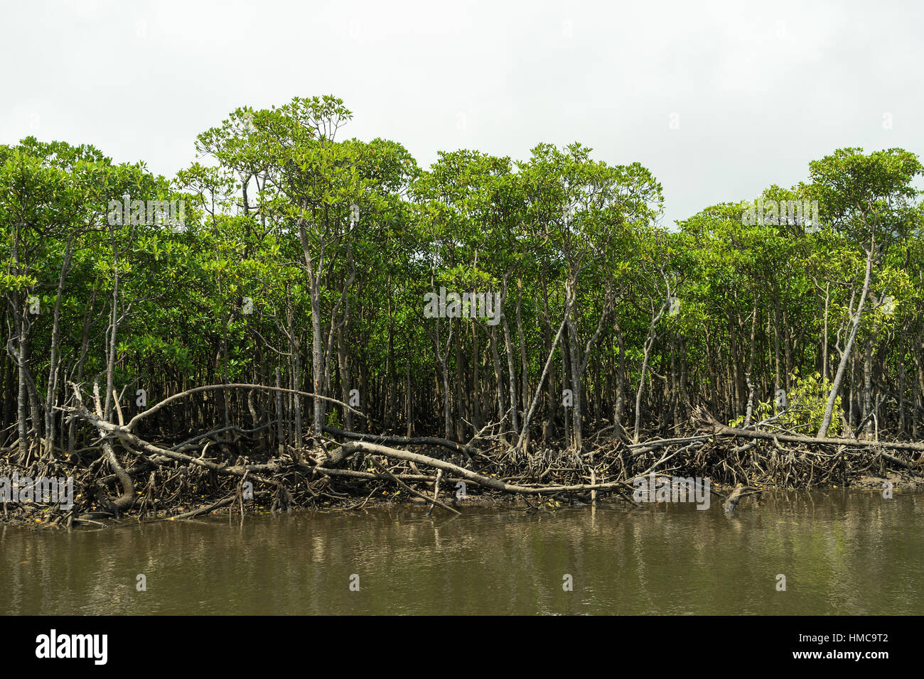 La foresta di mangrovie al flusso superiore area del fiume Nakama nell isola Iriomote, Okinawa in Giappone. Foto Stock