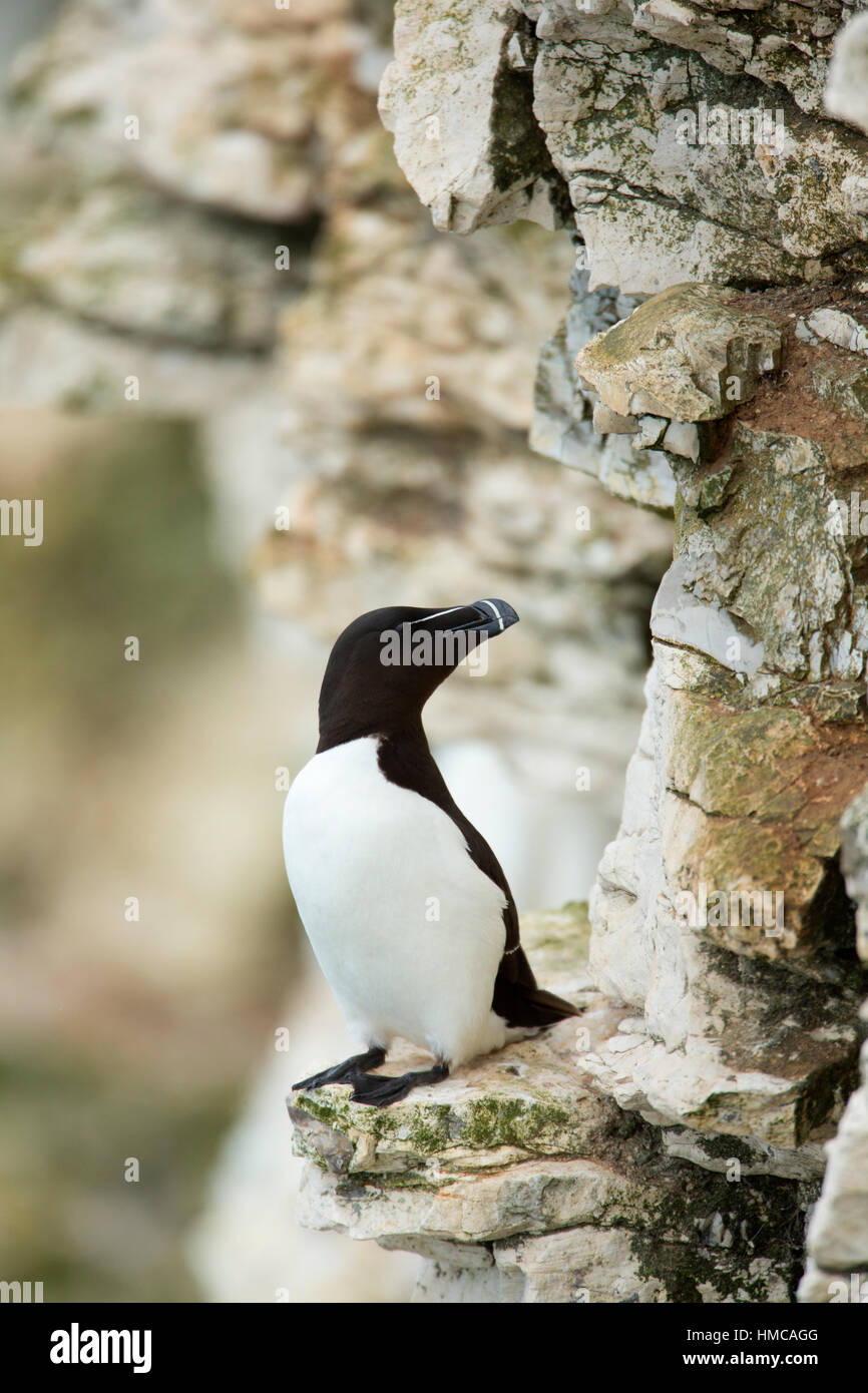 RAZORBILL (ALCA TORDA) sulla scogliera sul mare a RSPB Bempton Cliffs Yorkshire. Regno Unito. Foto Stock