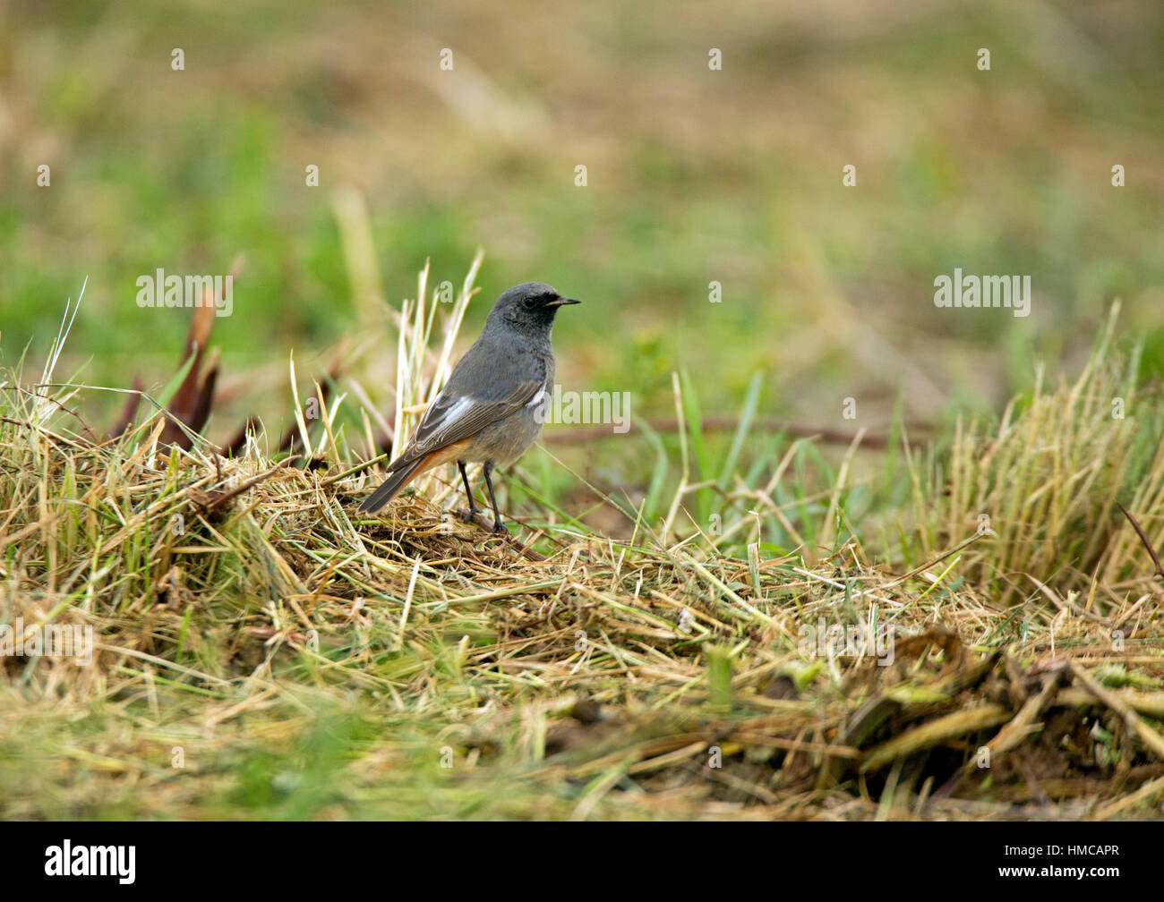 Codirosso spazzacamino (Phoenicurus ochruros) visto sul terreno tra bassa vegetazione. Foto Stock