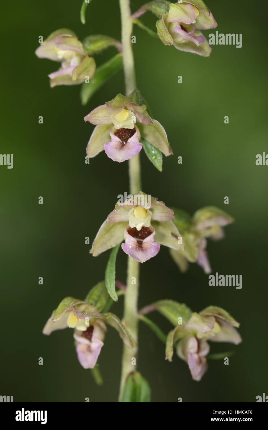 Di latifoglie (Young) Helleborine (Bergonii youngiana helleborine) - una variante di questo orchid noto come Young Helleborine Foto Stock